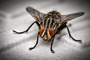 jak pozbyć się much z domu
