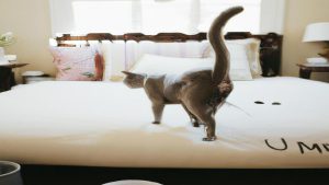 Dlaczego kot sika na łóżko?