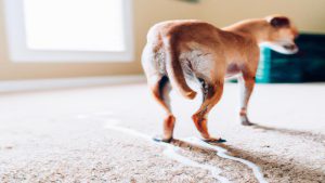 Jak oduczyć psa sikania w domu?